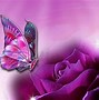 Image result for Cute Butterfly Pictures