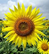 Image result for Sunflower Bloom