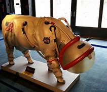 Image result for Cow in Space Suit