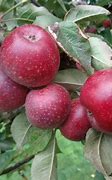Image result for Cider Apple Tree