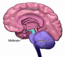 Image result for Mid Part of Brain