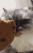 Image result for Cookie Cat Meme