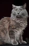 Image result for A Gray Cat