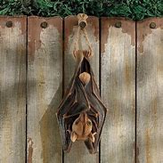 Image result for Hanging Bat Tree Sculpture