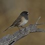 Image result for junco