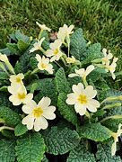 Image result for Primula vulgaris