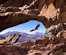 Image result for Arches National Park Wildlife