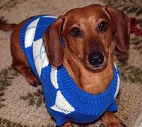 Image result for Cute Dog Sweaters