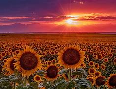 Image result for High Resolution Sunflower Wallpaper