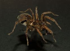 Image result for Red Wolf Spider
