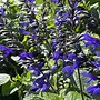Image result for SALVIA BLACK AND BLUE