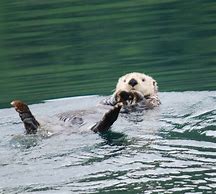 Image result for Sea Otter Swimming