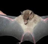 Image result for Nectar Bat