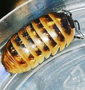 Image result for Isopod Fish