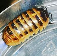 Image result for Isopod Class