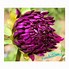 Image result for Dahlia Ambition