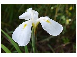 Image result for Iris ensata Diamant
