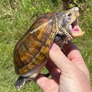 Image result for Staurotypus salvinii