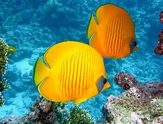 Image result for Underwater HD