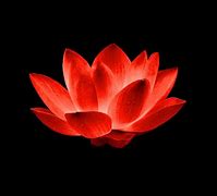 Image result for Red Lotus Flower