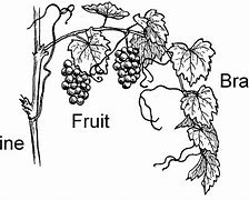 Image result for Vine and Branches Parable