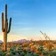 Image result for Australian Desert Cactus