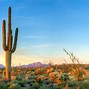 Image result for Cactus Desert Facts
