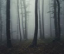 Image result for Empty Dark Forest Foggy