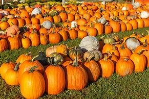 Image result for Apple Hill Pumpkin Patch