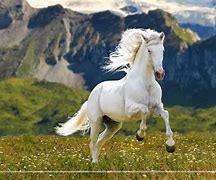 Image result for Horse Racing Desktop Backgrounds