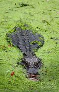 Image result for Swamp Gator