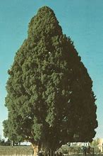 Image result for Sarv-e Abarkuh Tree