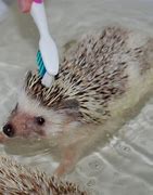 Image result for Hedgehog in Bath