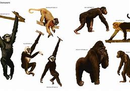 Image result for Evolution Movie Monkey