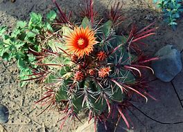 Image result for Cactus Bloom