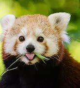 Image result for Photo of a Red Panda