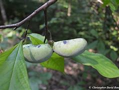 Image result for Asimina triloba Prolific