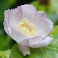 Image result for Sinocalycanthus chinensis
