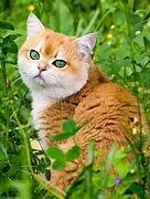 Image result for Round Head Cat Orange