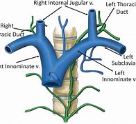 Image result for Subclavian and Internal Jugular Vein