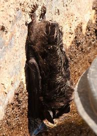 Image result for New Mexico Bat Species