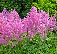 Image result for Astilbe Deutschland (Japonica-Group)