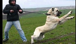 Image result for Border Collie Kangal Mix