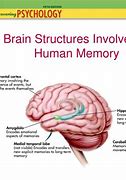 Image result for Memory Brain Function