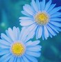 Image result for Turquoise and Yellow Flowers