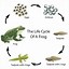 Image result for Frog Life Cycle Eggs