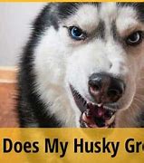 Image result for Husky Snarling at Owner