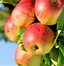 Image result for Crispin Apple Trees