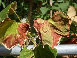 Image result for Disease Grape Vine Leaves