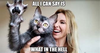 Image result for Hiiii Cat Meme
